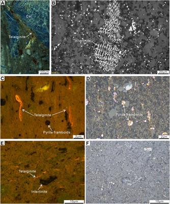 Distribution characteristics of organic matter in the Fengcheng Formation in Mahu Sag, Junggar Basin: implications for hydrocarbon generation model in alkaline lacustrine deposition
